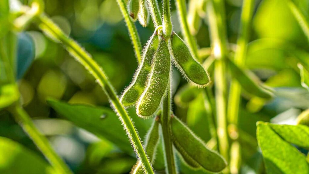 Soybeans Pop Higher on Tuesday as USDA Report Shows Very Few Changes