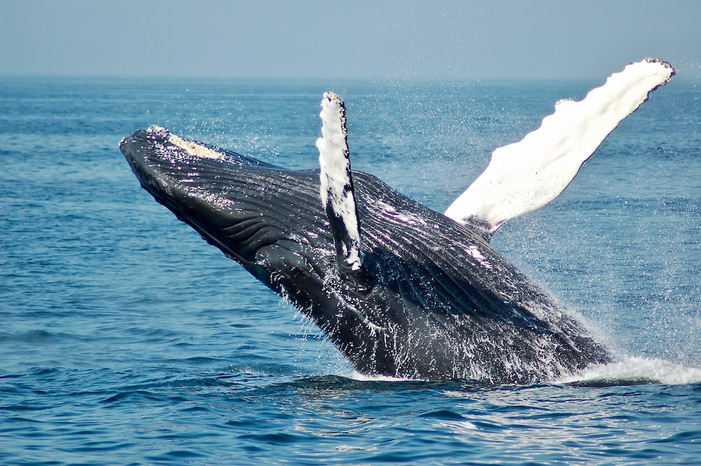 Bitcoin Whales Go Shopping: 10,000 BTC Accumulated In 3 Days Bitcoin