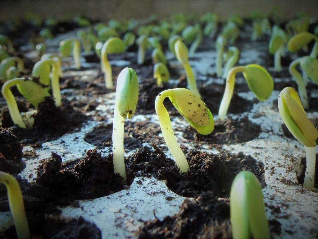 Soybeans Back to Mixed Midday Trade on Thursday