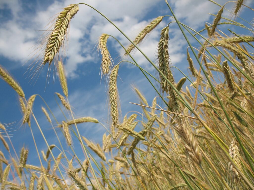 Wheat Posting Monday Gains | Nasdaq