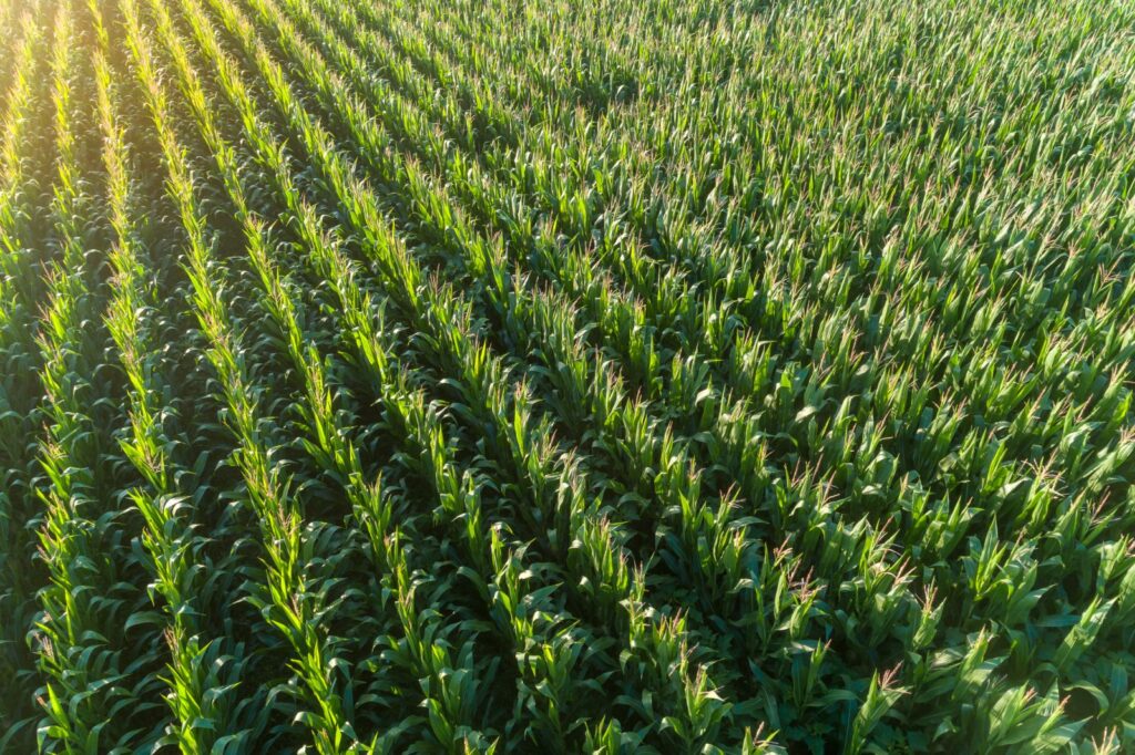 Corn Falls Lower into the Weekend Corn Falls Lower into the Weekend