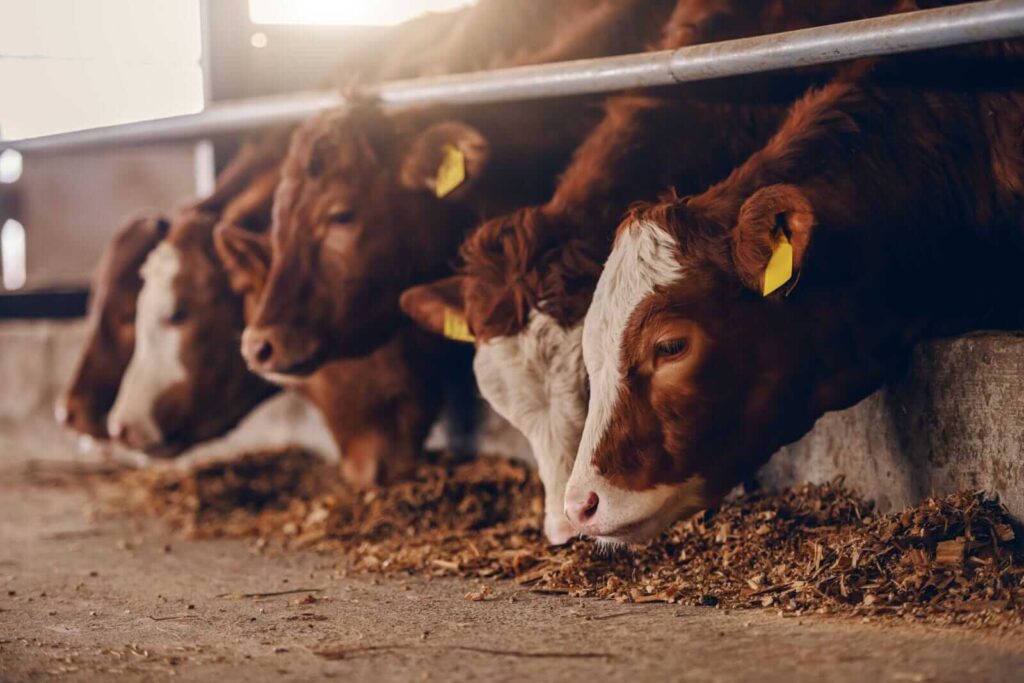 Cattle Falling Back on Friday Cattle Falling Back on Friday