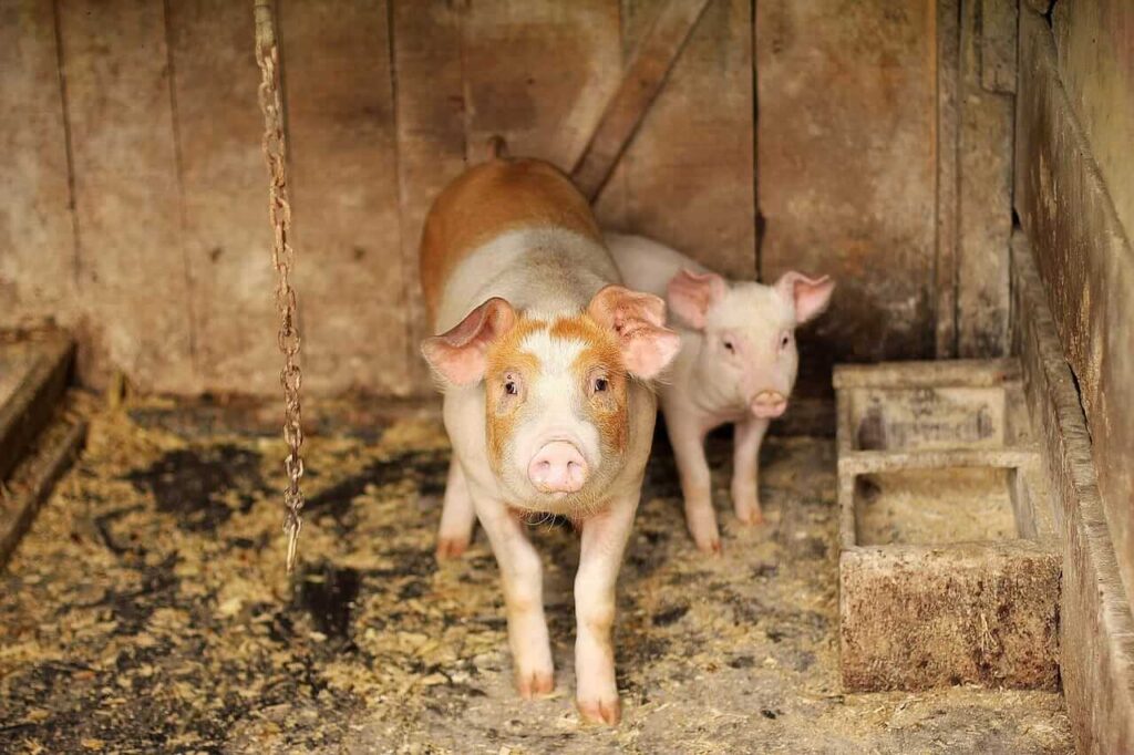 Hogs Posting Strength on Friday