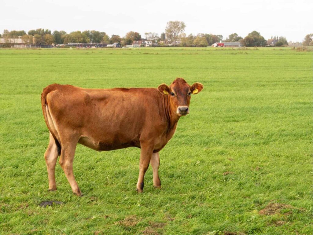 Cattle Face Losses on Friday Cattle Face Losses on Friday