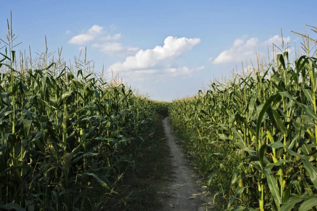 Corn Rallies into Friday’s Close Following Week of Weaker Tour Yields Corn Rallies into Friday’s Close Following Week of Weaker Tour Yields