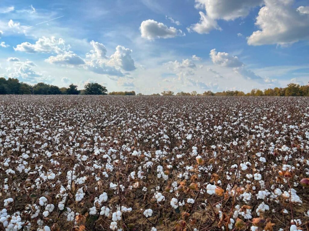 Cotton Face Friday Weakness, Despite USDA Production Cut Cotton Face Friday Weakness, Despite USDA Production Cut