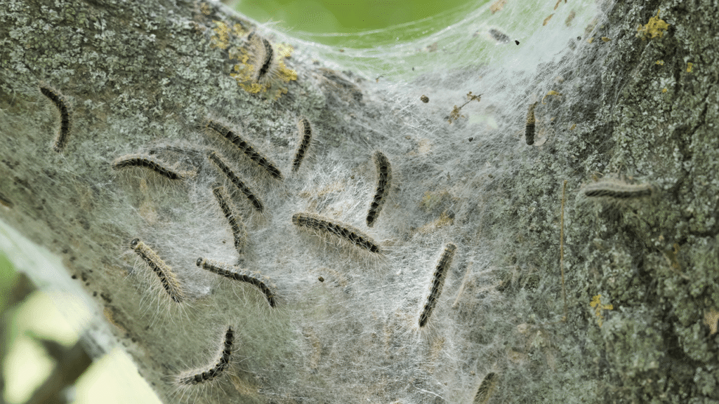 Oak Trees Have a Sneaky Trick to Starve the Caterpillars Eating Them Oak Trees Have a Sneaky Trick to Starve the Caterpillars Eating Them