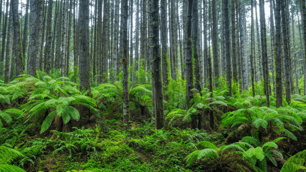 Scientists Stumbled Back Onto a Forest Experiment Abandoned for 30 Years, and the Results Stunned Them Scientists Stumbled Back Onto a Forest Experiment Abandoned for 30 Years, and the Results Stunned Them